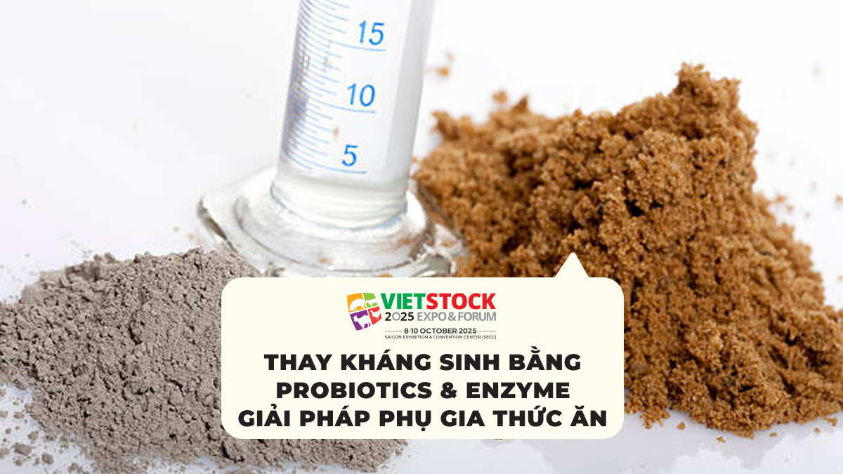 Thay Kháng Sinh Bằng Probiotics & Enzyme Giải Pháp Phụ Gia Thức Ăn